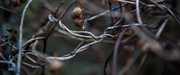 Out of a murky dark background emerges two twisting grape vines, speckled and faded by a now faded summer. The mood bodes of cool nights and the rest of winter.